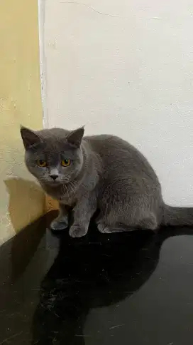 BSH blue betina PED WCF