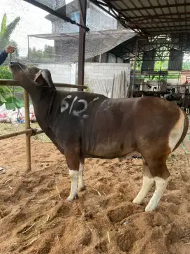 Sapi Bali Super Harga Terjangkau