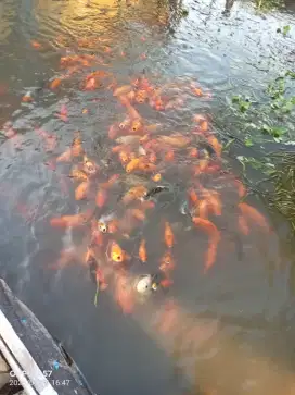 Bibit ikan mas super