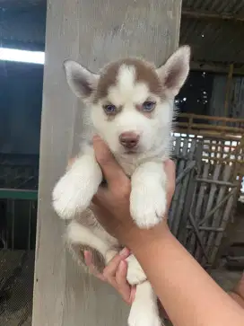 Anak Anjing Husky