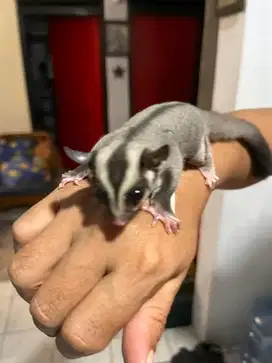 2 ekor sugar glider