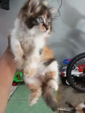 ANAK KUCING PERSIA MED