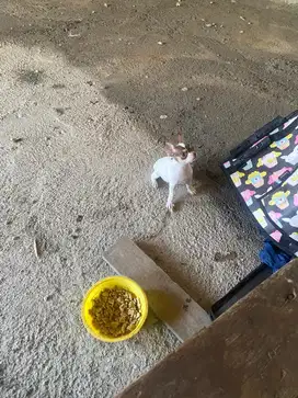 Anjing cihuahua anakan 2bulan