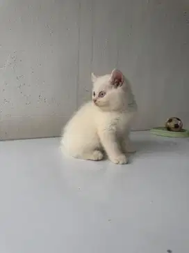Kucing Kitten BSH British Short Hair White Pure Breed