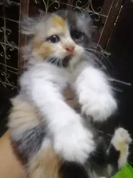 Persia Betina Calico 3 warna, Usia 2.5 bulan
