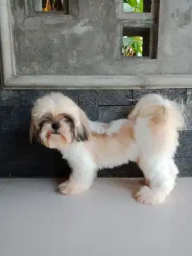 Shih Tzu jantan ganti uang pakan saja
