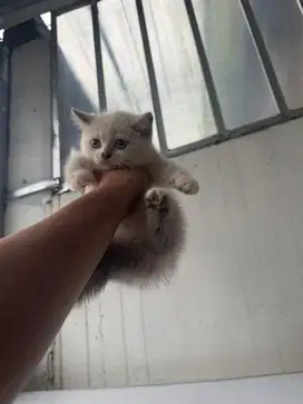 Kucing Kitten BSH British Short Hair Seal Point Pure Breed