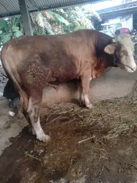 Sapi super metal siap qurban sampai hari H petani
