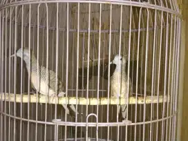 Perkutut bangkok