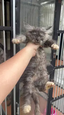 KUCING ANGGORA ADA 3 kucing