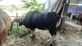 Sapi Qurban Sapi Bali Super