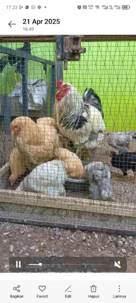 Ayam Brahma Hias