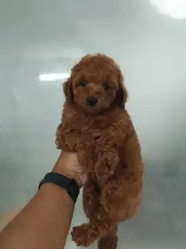 Anjing Poodle Non stb