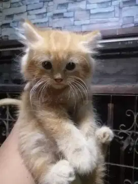 Kitten Persia Jantan oren tabby, usia 2.5 bulan