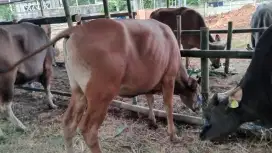 JUAL SAPI BALI DI CAKUNG, JAKARTA TIMUR FREE ONGKIR JABODETABEK