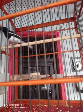 JUAL BURUNG KACER DEWASA