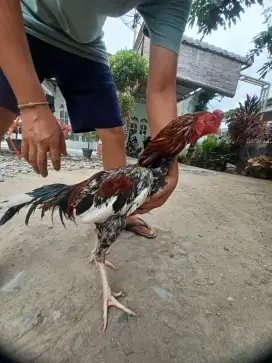 Ayam Jantan Rumahan