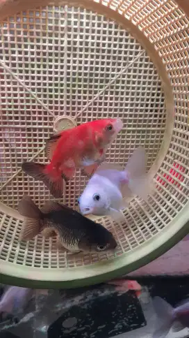 Paket 3 ekor ikan koki