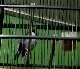 Jalak suren jawa ama kandang