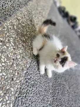 Kitten Persia usia 2, 5 bulan