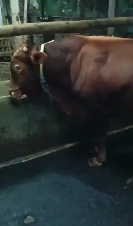 sapi kurban 2025 sapi qurban 2025