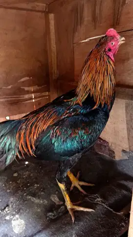 Ayam bangkok x pakoy