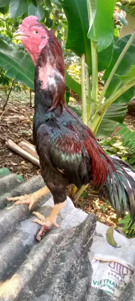 Jual ayam Bangkok import