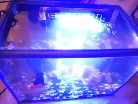 Akuarium akrilik fullset dengan ikan nya