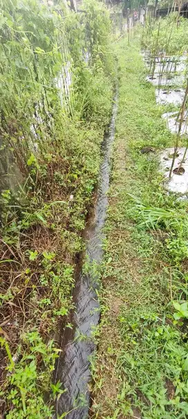 Dijual Lahan Kebun di Leuweung Larangan Pancawati Caringin Bogor
