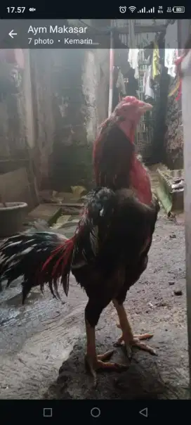 Jual ayam Bangkok Birma