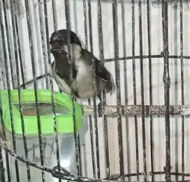 Gelatik Wingko Jantan bunyi