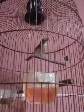 Burung ori bali jantan full set