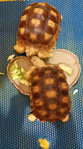*DIJUAL KURA2 SULCATA Yg SEHAT