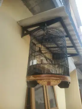 Burung murai hutan mapan figter gacor