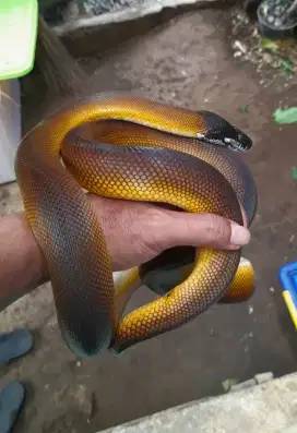 Golden Jreng Warna Cetar