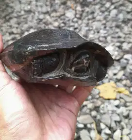 Malayan Snail Eater Kura MSE
