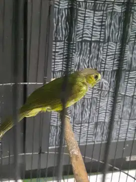 Burung brinji rambut tunggir