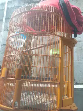 Dijual burung kenari afs gacor warna putih fulset burung gacor