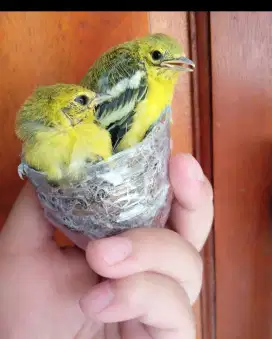 Anakan Burung Cipow isi 2 Ekor