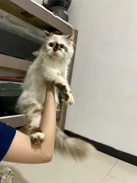Kucing Himalaya Red Point