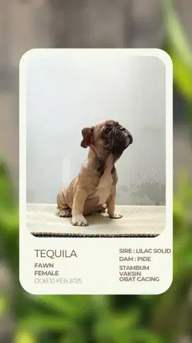 Puppy french bulldog