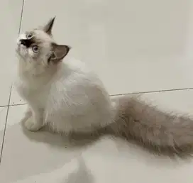 Kucing ragdol midol jantan 3.5 bulan