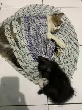 Kucing gratis & bisa pilih sendiri
