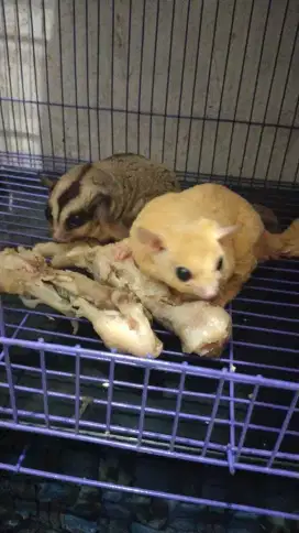 sugar glider joey