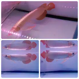 Arwana Super Red 33cm