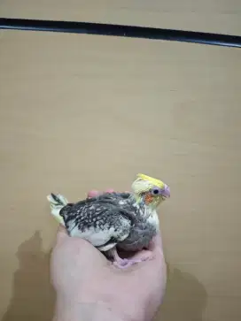 Burung Falk Parkit Australia Pied Pearl