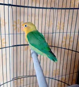Lovebird yf green/bio/blue sl jantan