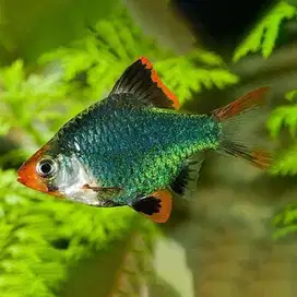 Ikan Green Tiger Bard