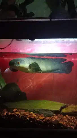 CanRedBaritoDewasaPanjang35cm