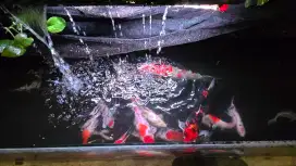 Borongan ikan koi sekolam